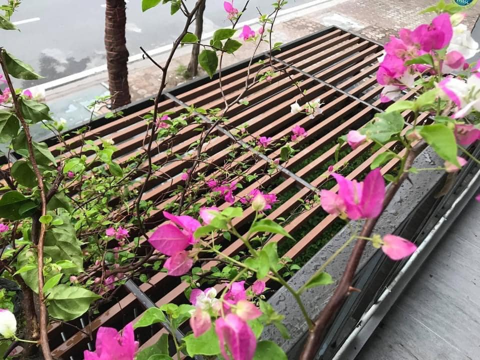 giàn hoa gỗ nhựa composite